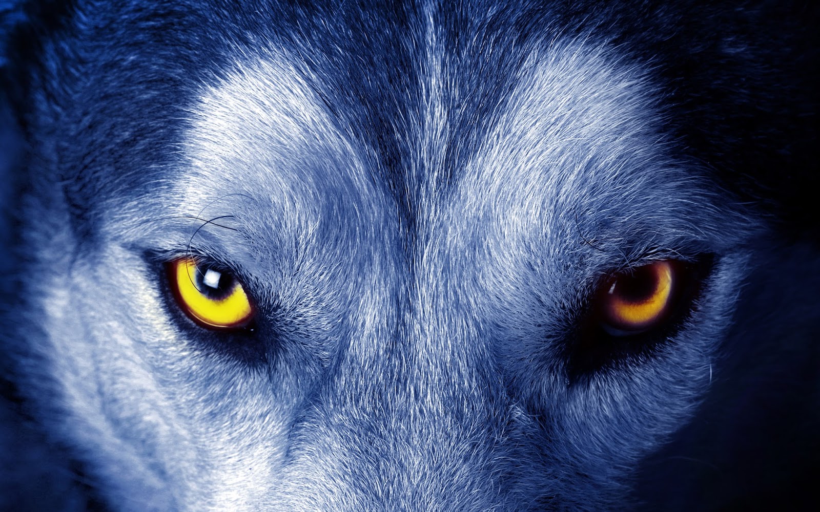 Wolf HD - Wallpapers | Earth Blog