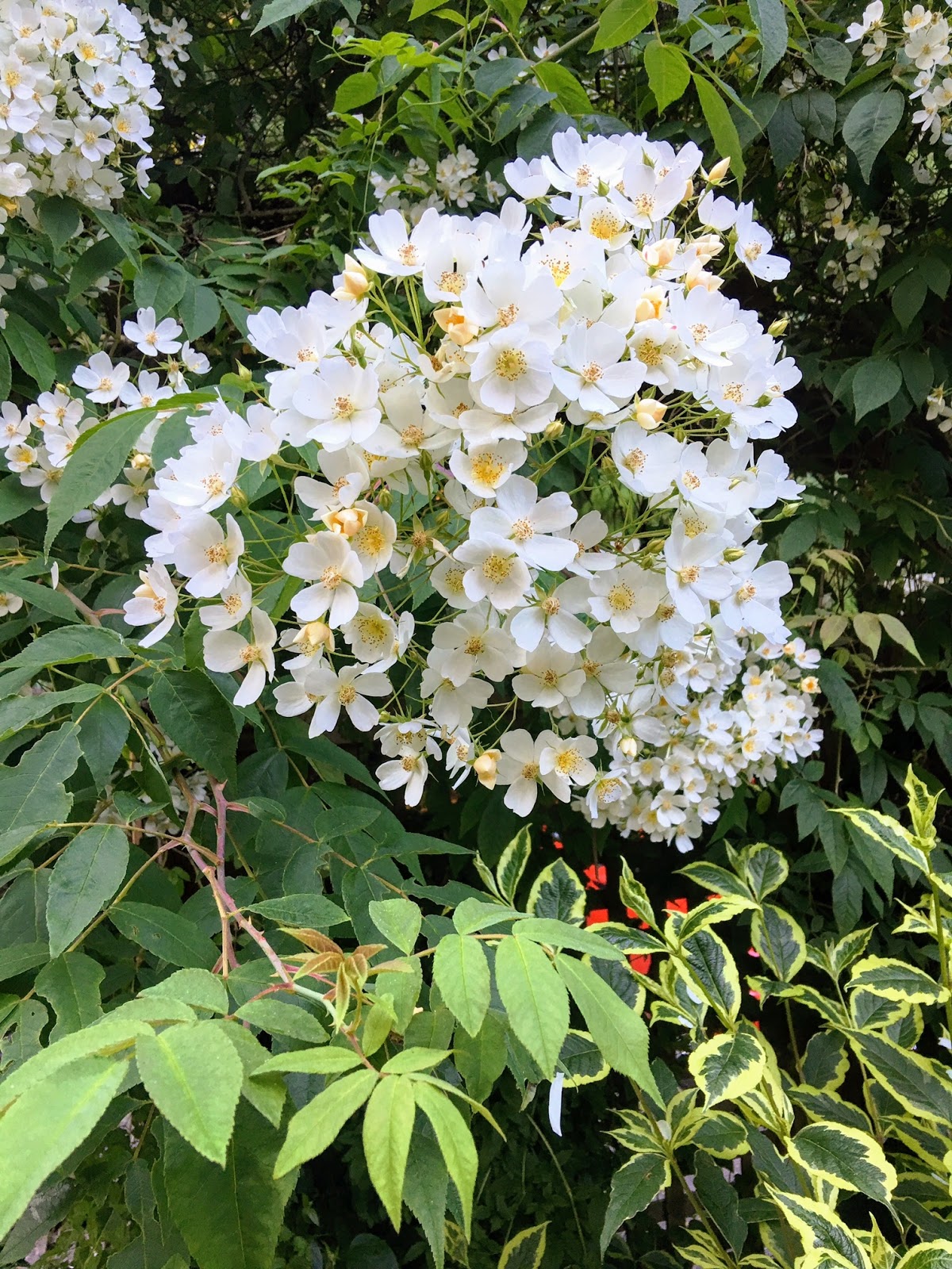 Grandma Pearl S Backporch Plant A Climbing Hydrangea Vine To Help
