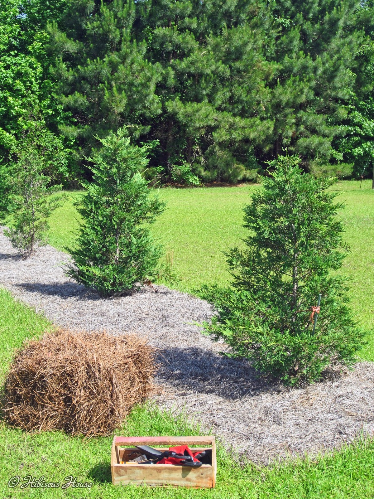 Hibiscus House Pine Straw by the Truckload!