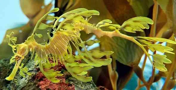 leafy-sea-dragon-تنين-البحر-المورق