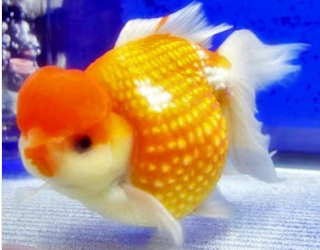 types of cute fish