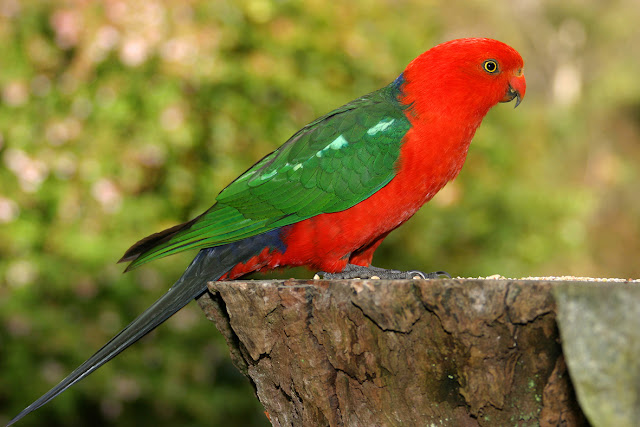 Australian King Parrot, http://dmjapan.blogspot.com/