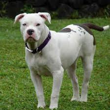 Black Dog That Looks Like A Weimanar Black Dog That Looks Like A Weimanar