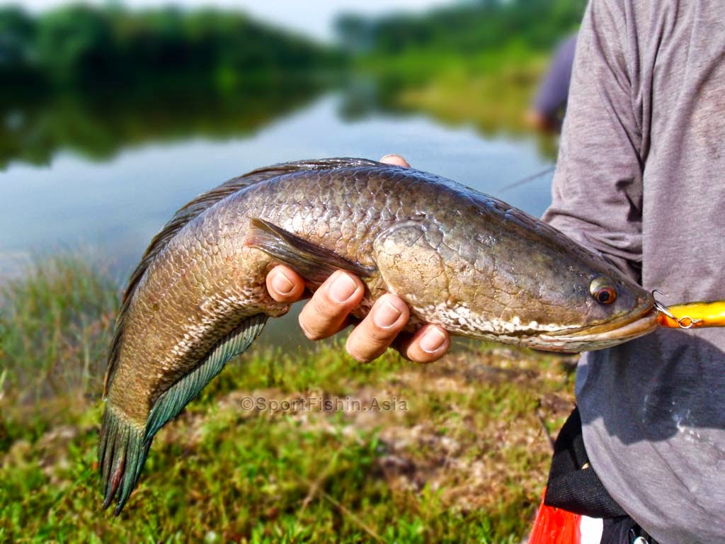 Kerala Tourism Kerala Fish Varieties Both Fresh Water And Sea Fish Kerala Tourism Kerala Fish Varieties Both Fresh Water And Sea Fish