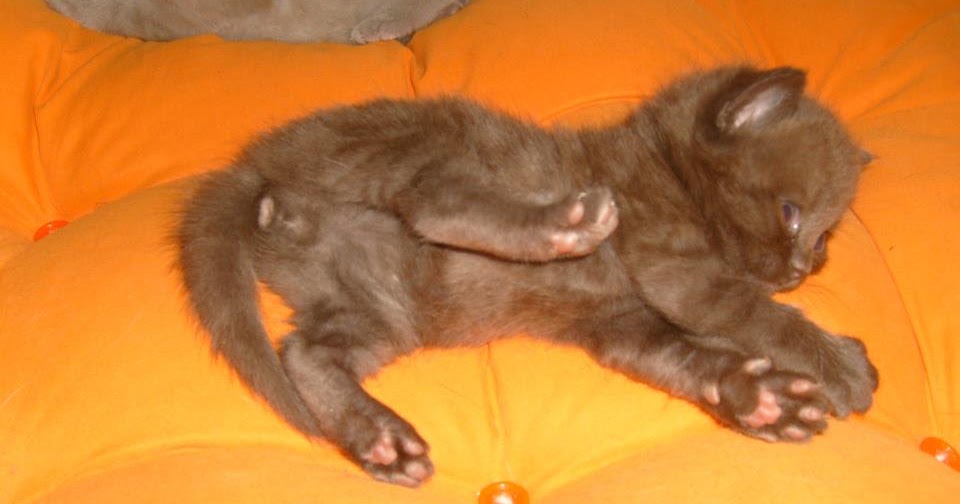BRITISH SHORTHAIR WCF Federasyon secereli safkan British Shorthair