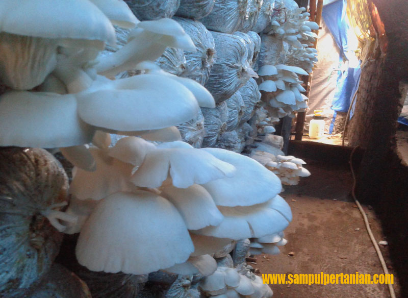 Kandungan gizi dan manfaat Jamur tiram (Pleurotus ostreatus) Sampul