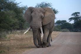 47+ Deskripsi Hewan Langka Gajah