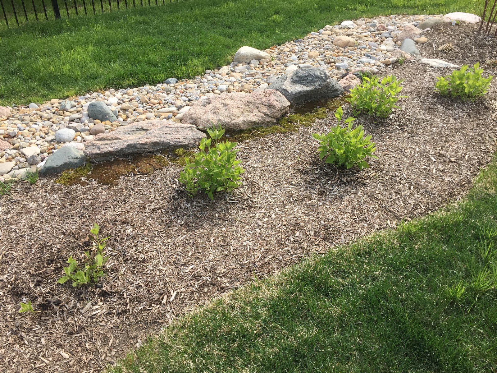 From The Garden Of Zen Gaku Ajisai Hydrangea Macrophylla