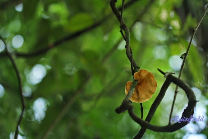 MyJourney: A Mushroom's Bird's-eye View