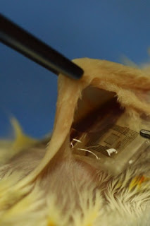 Um dispositivo para monitorar e tratar infecções bacterianas  foi implantado em ratos pelos pesquisadores         