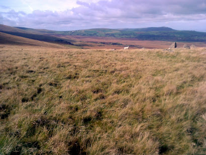 Preseli Hills and sheep