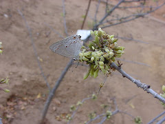 Borboleta na flor do mamãozinho-de-veado