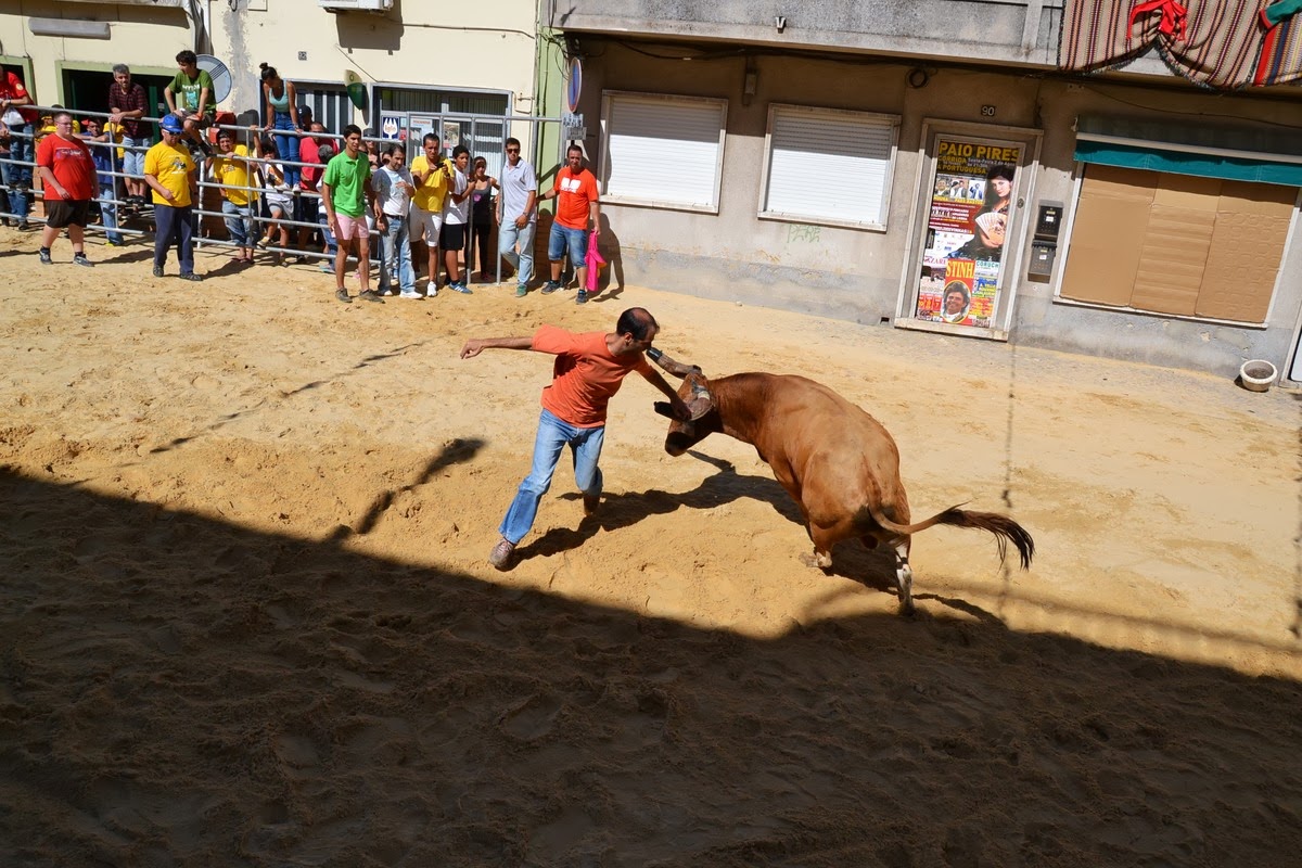 TOIROS NO RIBATEJO PAIO PIRES 2013