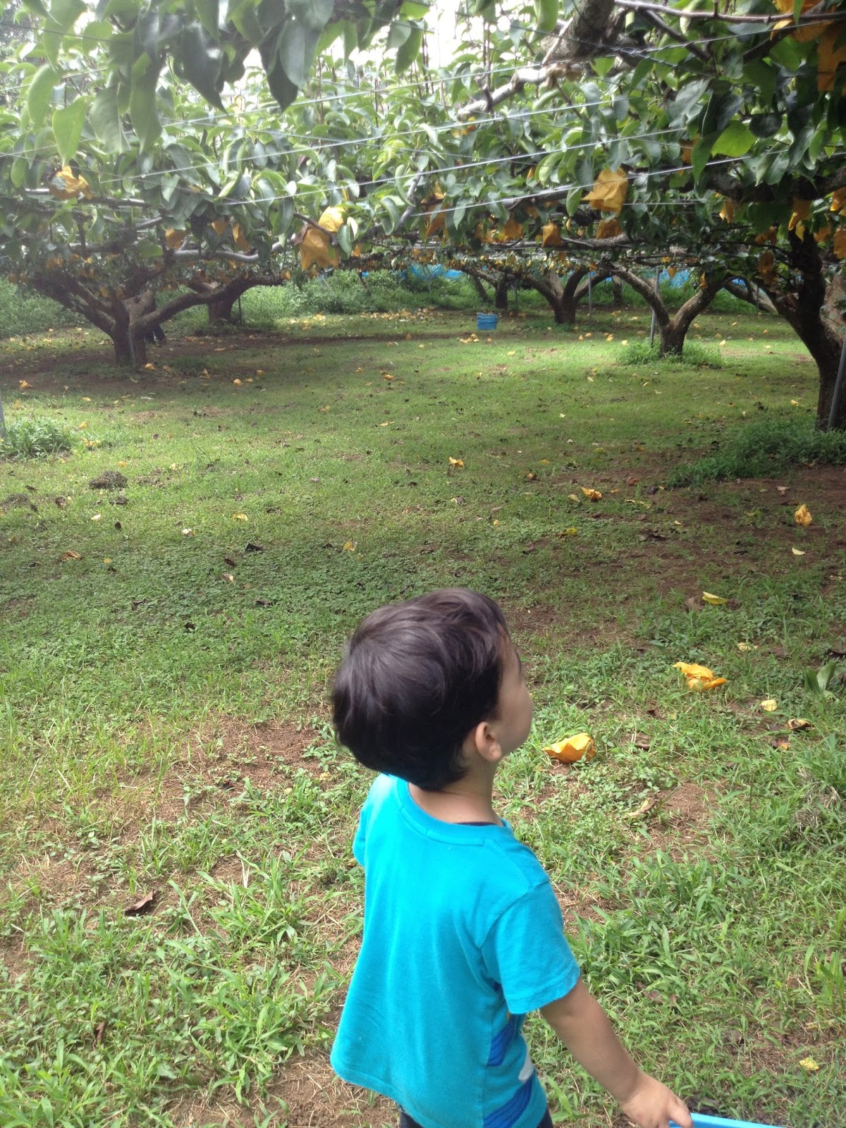 International Mothers Community in Yokohama [LEISURE] Fruit Gathering