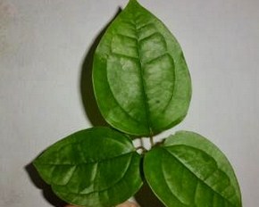 Daun bungkus papua asli