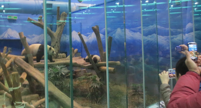 Taipei Zoo - Pandas Taipei Zoo - Pandas