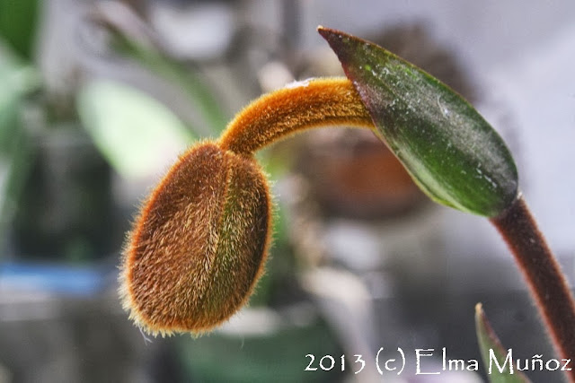 Phragmipedium peruvianum (syn kovachii) Peruvian orchids