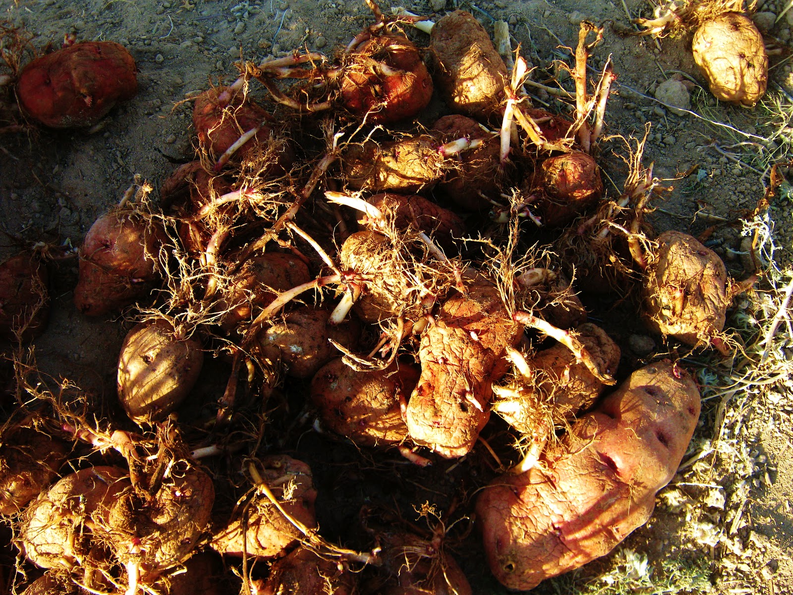 Cricket Song Farm Planting Potatoes