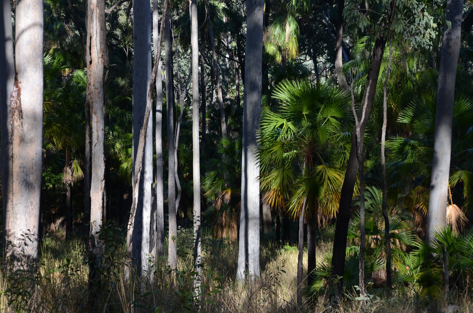 Carnarvon Gorge