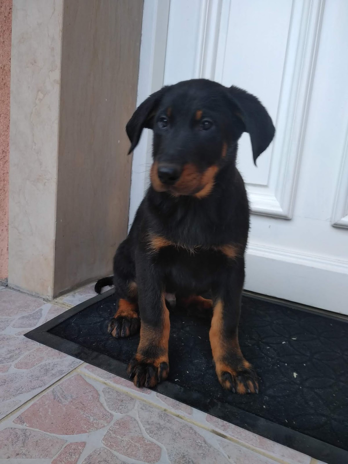 Chiot Berger de beauce de la valériane fleurie les chiots beaucerons de Joyeuse et Malko à 2 mois