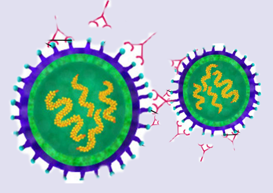 腸病毒71型今年恐流行 國衛院疫苗新研究