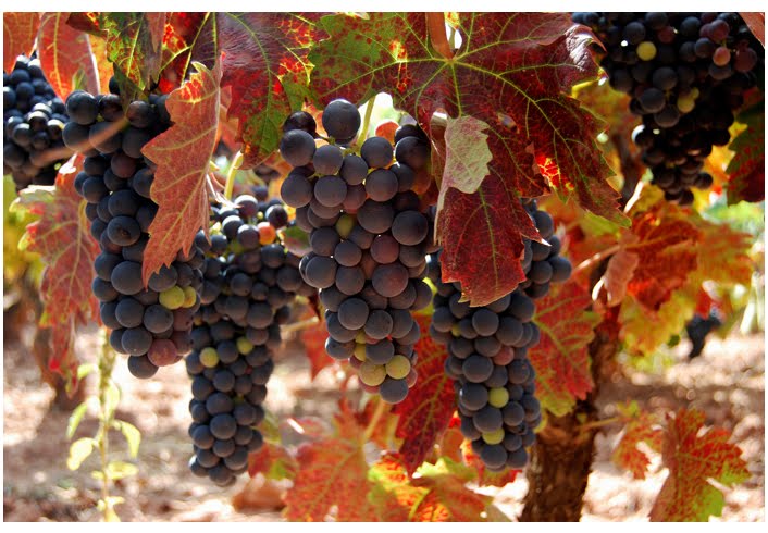 виноград иванна. белый сорт винограда для хереса 8. пелагония-полог регион виноградники. виноградники хереса. паломино сорт винограда википедия.