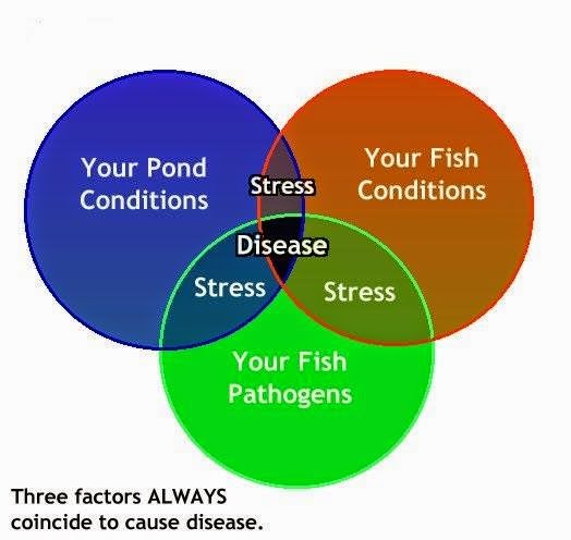 Pond's and Water Features: Koi Parasites In Your Pond