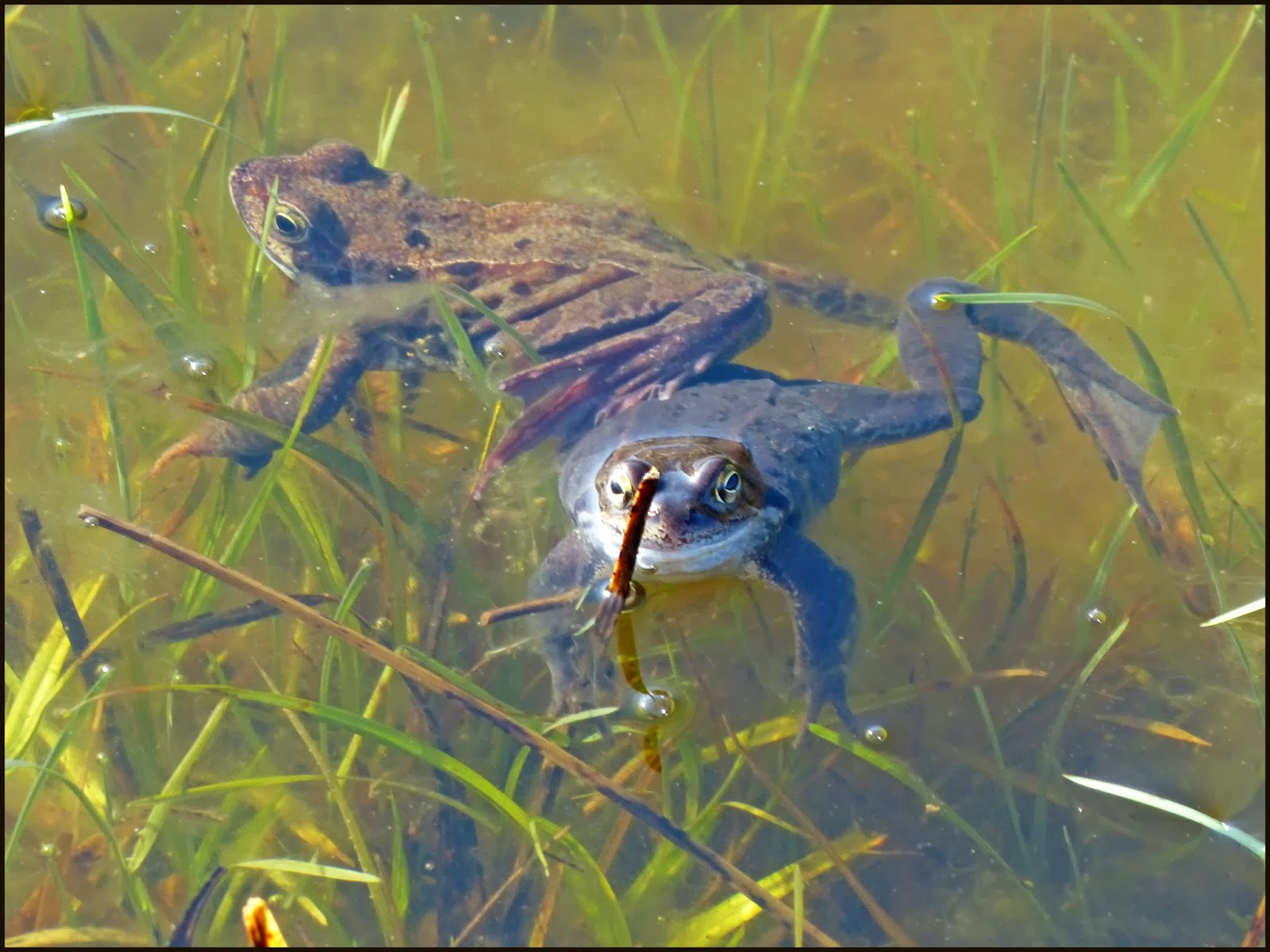 Wild and Wonderful Amphibian Alert Frogs Galore