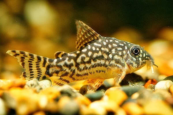 Budidaya Ikan Corydoras - Akuarium Ikan Hias