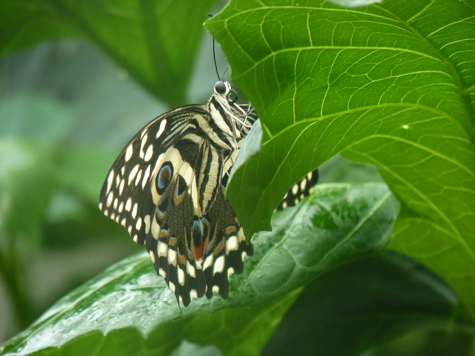 DOGWOOD Chicago Butterflies
