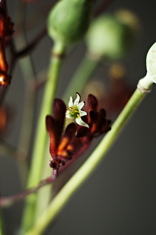 Blog + Fotografie by it's me! - Flower Friday, dunkelrote Blütenzweige mit weiß-grüner Blüte