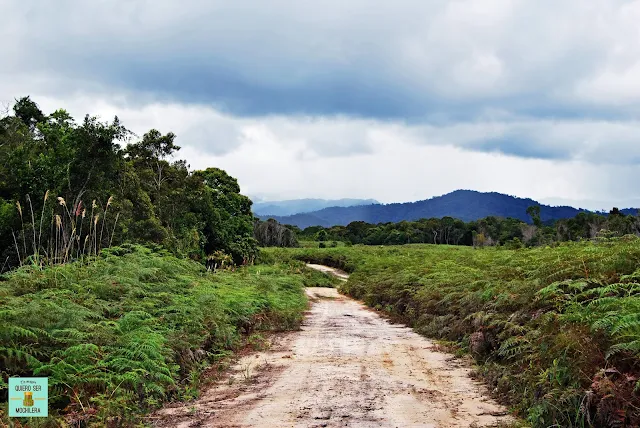 Camino hacia Pa Lungan (Kelabit Highlands), Borneo (Malasia)