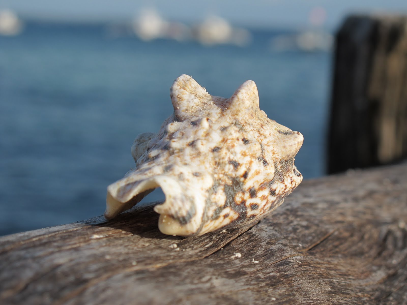 Food Travel With Maria Travels Near And Far