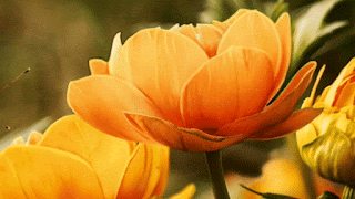 good morning flowers Butterfly wishes gif 