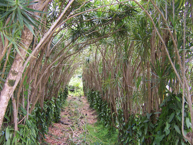 Plantación de vainilla