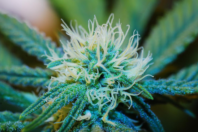 Semillas de Cannabis Semillas de Cannabis