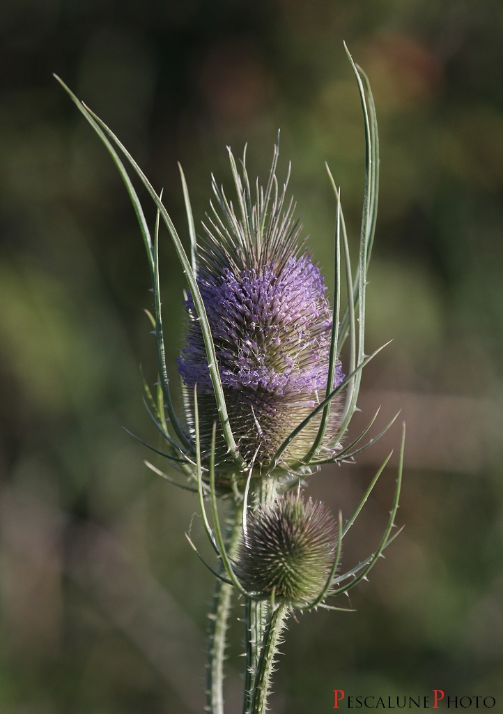Flore de Camargue: 2014