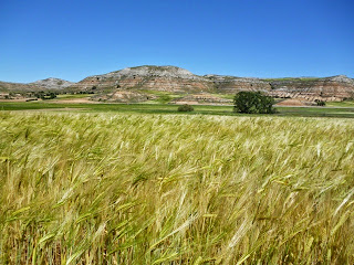 Campos de cereales