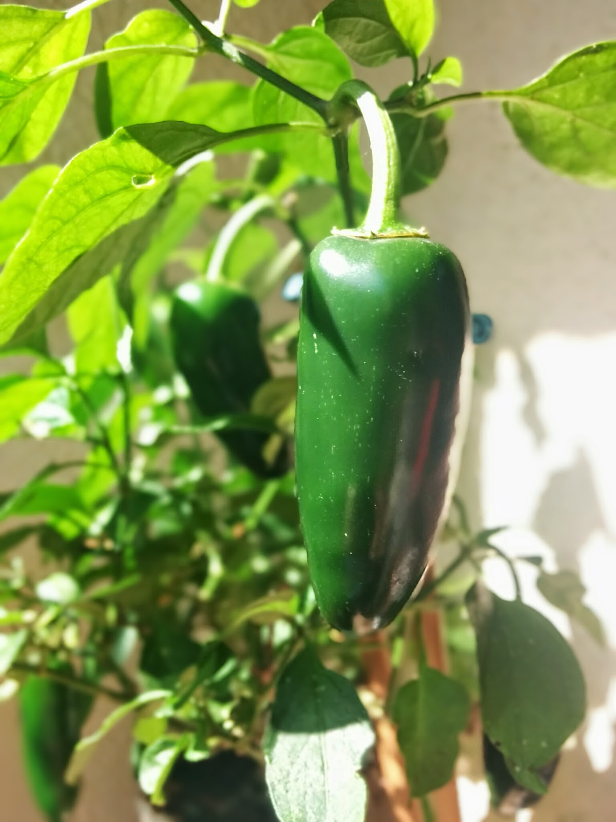 jalapeno chili