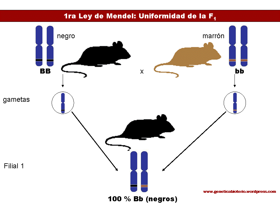 Aprende un poco mas sobre la biologia Hipotesis Mendeliana