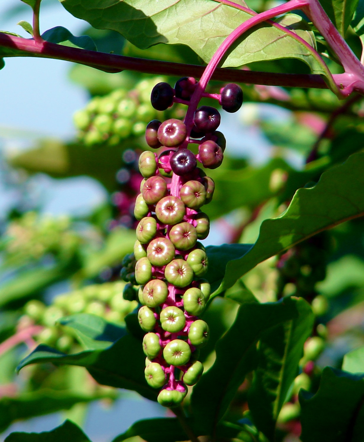 BREATHTAKING Pokeberry and Echium Blooms