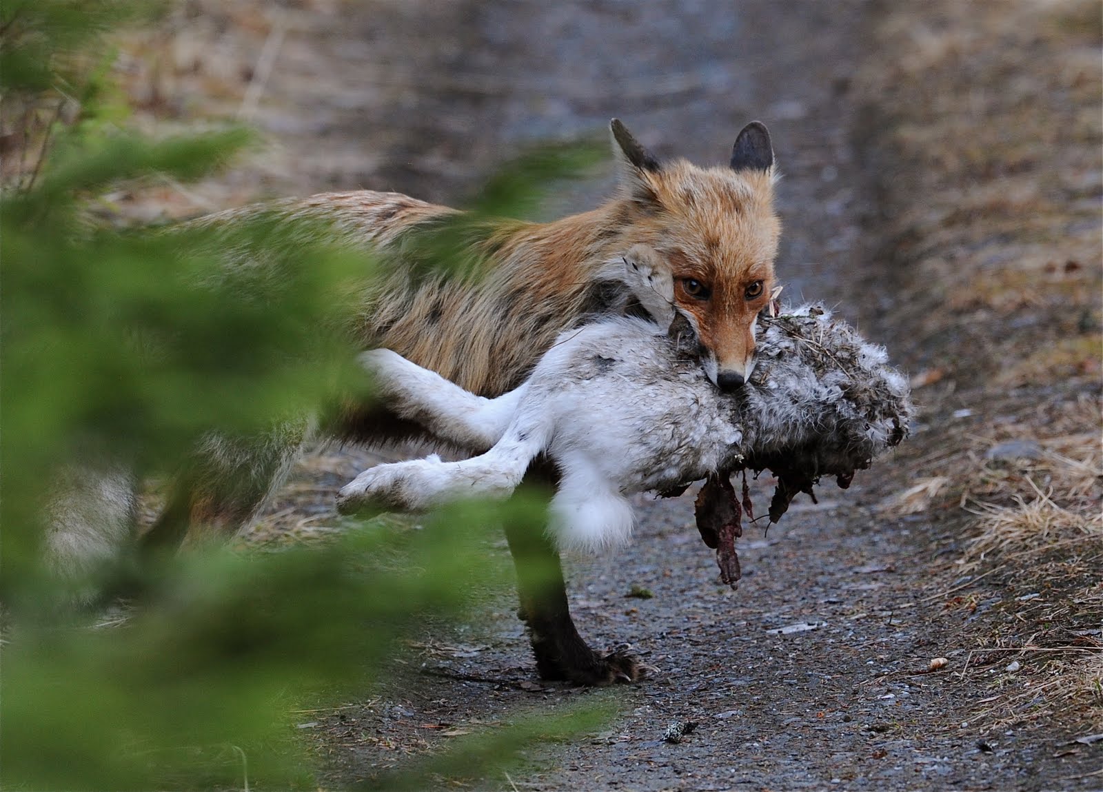 Naturfoto Einar Hugnes: Røy, rødrev med hare, vassende elg m.m.