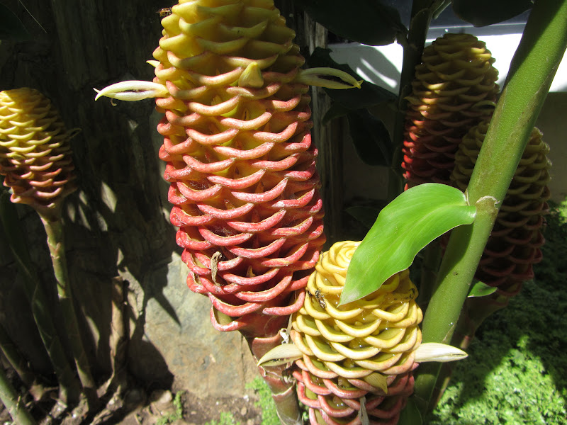 Small World...Big Family: Flower that looks like a Pine Cone