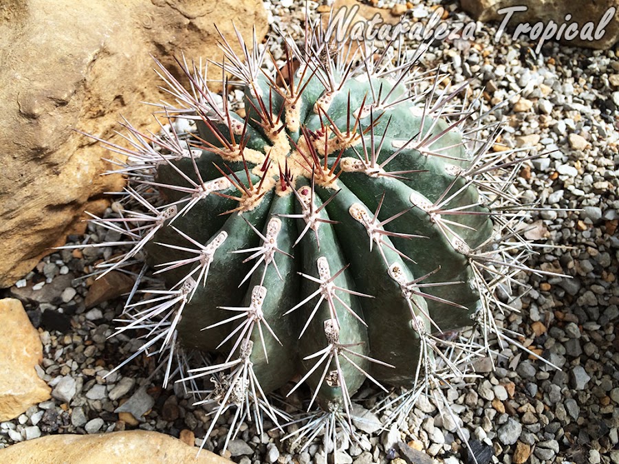 Características y fotografías del cactus globoso Ferocactus lindsayi. Consejos básicos para su cultivo en el jardín.