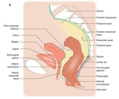 Function Of Anal Canal 73