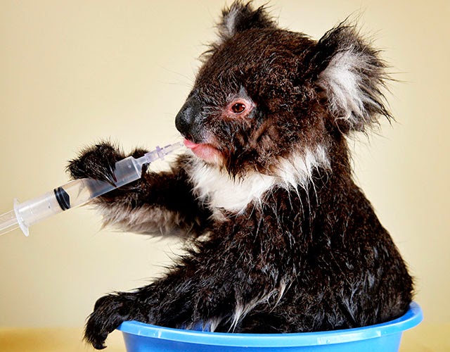 Cute Koala Kisses Do Koalas Drink Water?