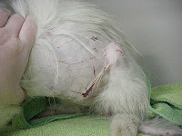 White persian cat with hair loss and wounds