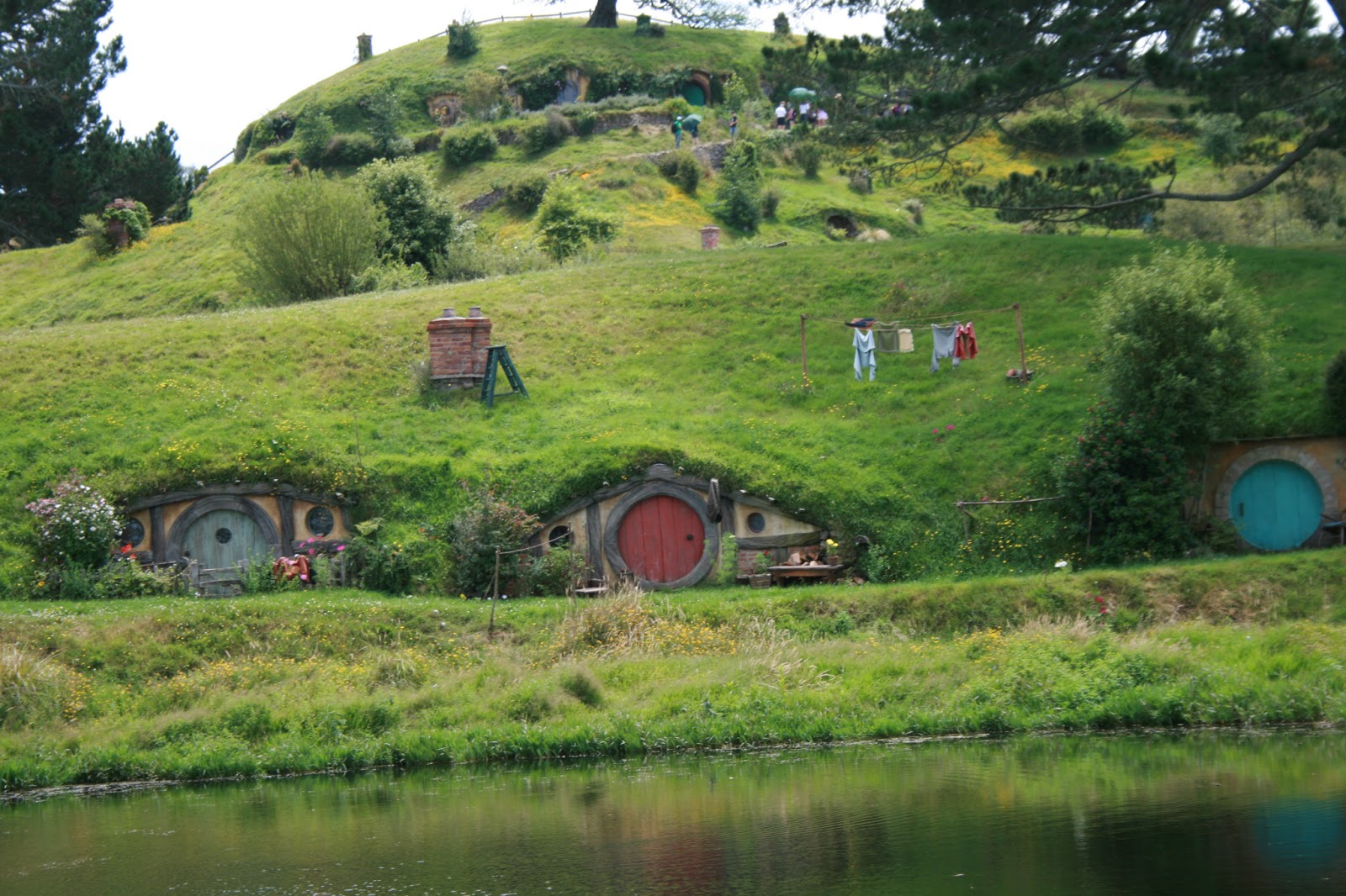 Junipers in New Zealand Hobbiton