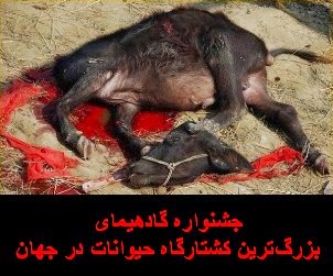 جشنواره گادهیمای؛ بزرگ‌ترین کشتارگاه حیوانات در جهان