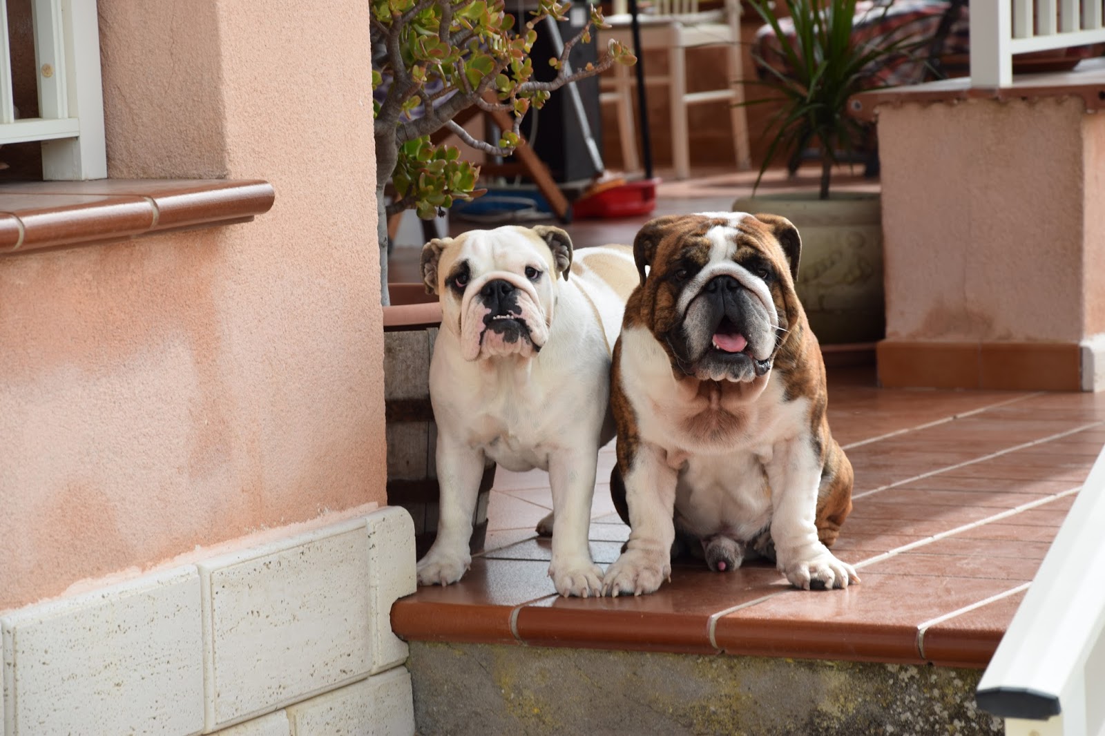 Darwin Bulldogs kennel Charles Darwin